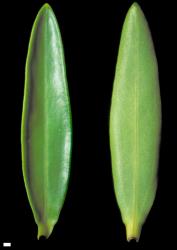 Veronica stenophylla var. oliveri. Leaf surfaces, adaxial (left) and abaxial (right). Scale = 1 mm.
 Image: W.M. Malcolm © Te Papa CC-BY-NC 3.0 NZ